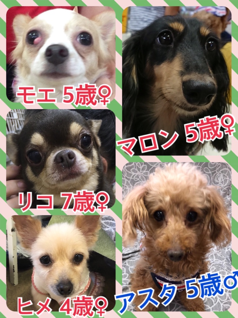 【今日の里親様募集中ワンコ🐶メンバー🐾】2018,7,20